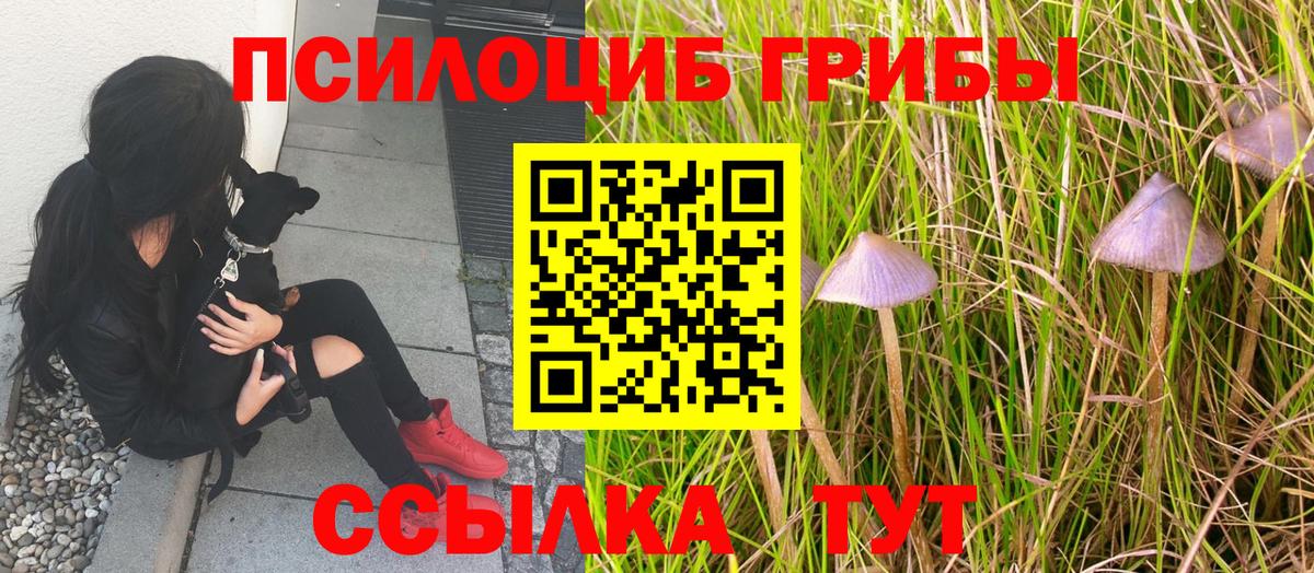 Асино  Псилоцибиновые грибы Cubensis  где можно купить   Вход с VPN 